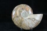 Agatized Ammonite Fossil (Half) #32465-2
